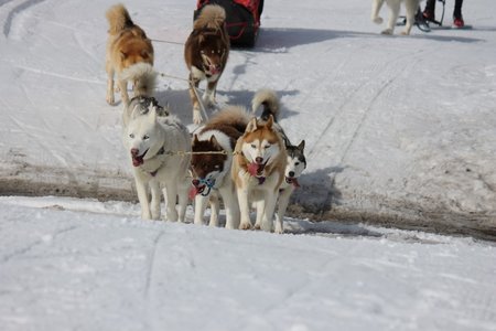 La Pesse 2015 Course de chiens de traineau (part1/2), IMG_5698