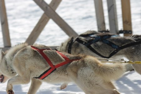 La Pesse 2015 Course de chiens de traineau (part1/2), IMG_5829