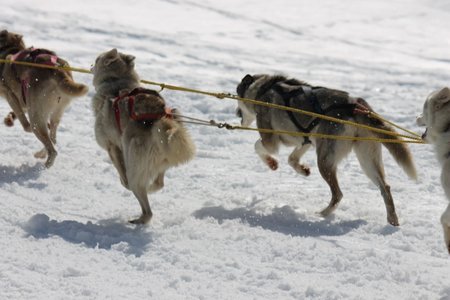 La Pesse 2015 Course de chiens de traineau (part1/2), IMG_5830