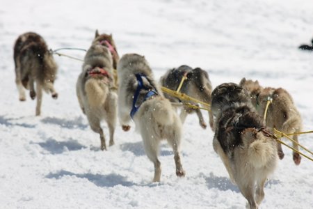La Pesse 2015 Course de chiens de traineau (part1/2), IMG_5831