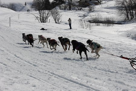 La Pesse 2015 Course de chiens de traineau (part1/2), IMG_5866