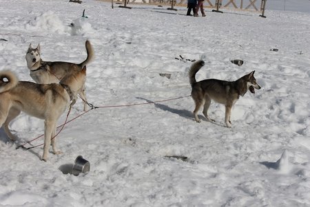 La Pesse 2015 Course de chiens de traineau (part1/2), IMG_5871