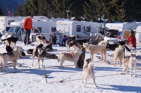 La Pesse 2015 Course de chiens de traineau ( part 2/2 ), DSC07960