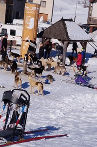 La Pesse 2015 Course de chiens de traineau ( part 2/2 ), DSC07966