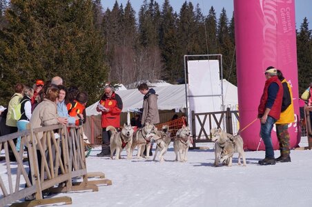 La Pesse 2015 Course de chiens de traineau ( part 2/2 ), DSC08191