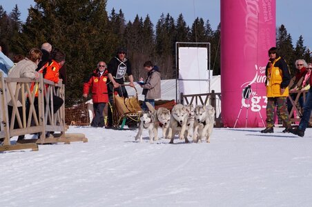La Pesse 2015 Course de chiens de traineau ( part 2/2 ), DSC08193