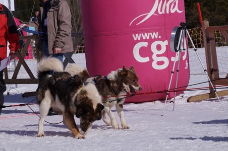 La Pesse 2015 Course de chiens de traineau ( part 2/2 ), DSC08199