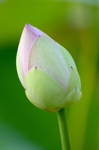 Jardin des plantes, Lotus