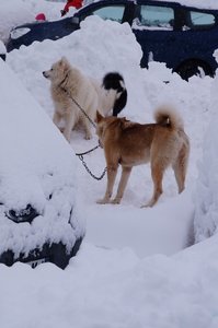 La Pesse 2016 course de chiens de taineau, DSC09280  Copier 