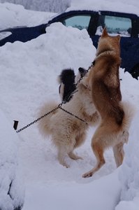 La Pesse 2016 course de chiens de taineau, DSC09281  Copier 