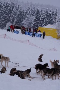 La Pesse 2016 course de chiens de taineau, DSC09285  Copier 