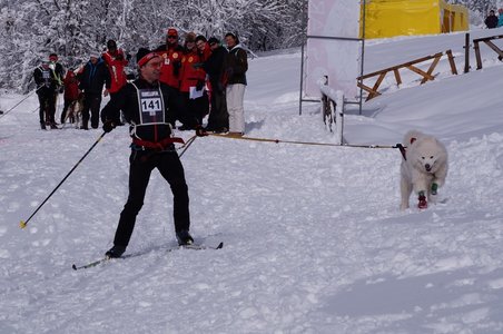 La Pesse 2016 course de chiens de taineau, DSC09307  Copier 