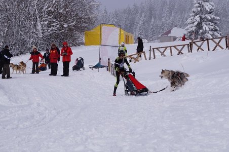 La Pesse 2016 course de chiens de taineau, DSC09330  Copier 