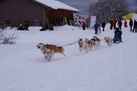La Pesse 2016 course de chiens de taineau, DSC09386  Copier 