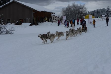 La Pesse 2016 course de chiens de taineau, P1120748  Copier 