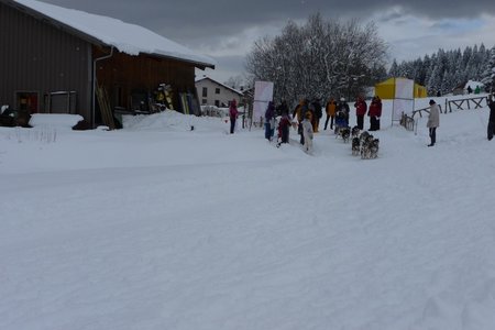 La Pesse 2016 course de chiens de taineau, P1120752  Copier 