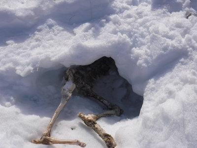 Randonnée du 26/02/2017 au sommet de la Fourche, squelette trouvé