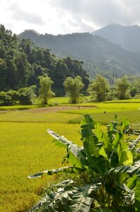 Vietnam, Rizière avant récolte