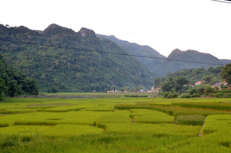 Vietnam,  Rizière avant récolte