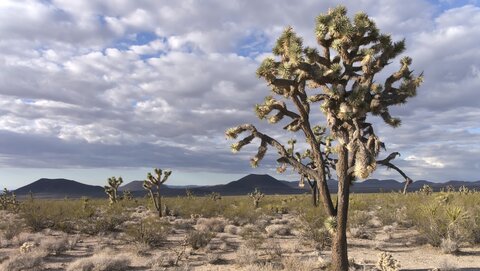 USA oct nov 2018, _1210783 raw Joshua tree  Reserve de Mojave
