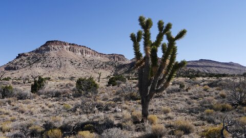 USA oct nov 2018, _1210840 retouche Reserve de Mojave