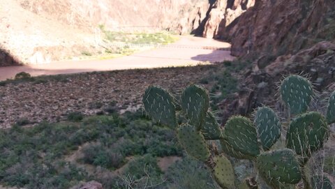 USA oct nov 2018, _1220167 raw Prickly Pear cactus  South Rim  PN Grand Canyon