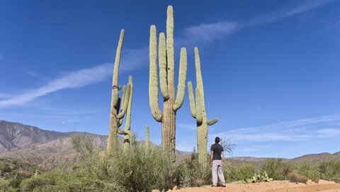 USA oct nov 2018, _1220702 raw Saguaro  Apache Trail
