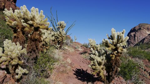USA oct nov 2018, _1230572 retouche Teddy Bear Cholla cactus  Ajo Mountain Trail  Organ Pipe Cactus NM