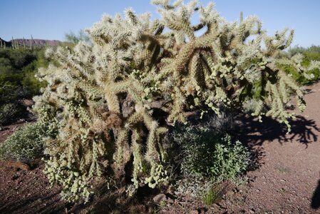 USA oct nov 2018, _1230618x Chain-fruit cholla cactus  Alamo Canyon  Organ Pipe Cactus NM