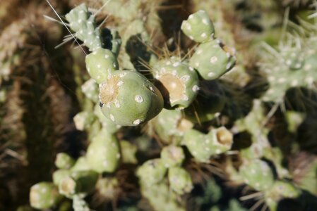 USA oct nov 2018, _1230619x recad Chain-fruit cholla cactus  Alamo Canyon  Organ Pipe Cactus NM