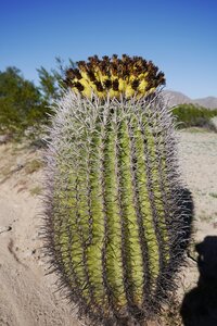 USA oct nov 2018, _1230699 retouche Fishhook barrel cactus  Sonoran desert NM