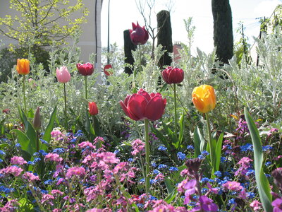 Flowers in the City Monday April 22th, IMG_0828
